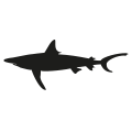 0718_Shark