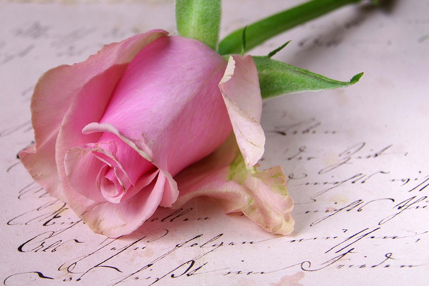 Gedicht mit Rose Gedicht mit Rose